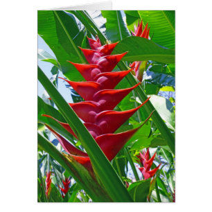 Heliconia hawaiano