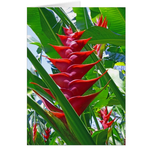 Heliconia hawaiano (Frente)