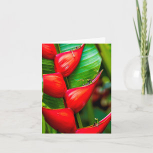 Heliconia, Kauai, Hawai