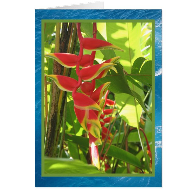 Heliconia rostrata (Frente)