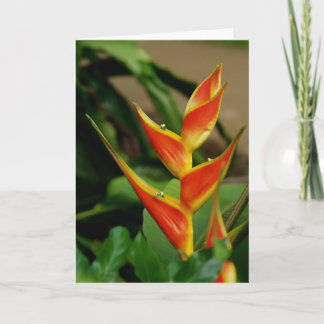 Heliconia, tarjeta en blanco