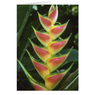 Heliconias, Heliconia walkeriana), La Selva