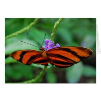 Heliconio, Naranja en Banda