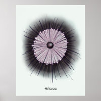 Heliozoa Microbe Microbiología Arte Digital