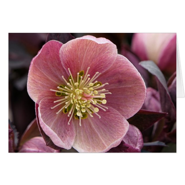 Hellebore (Anverso (Horizontal))