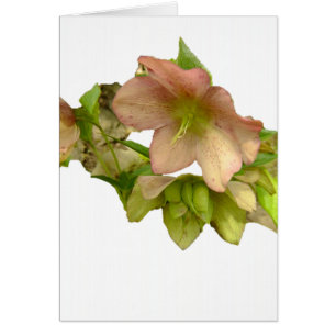 Hellebore 1