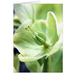 Hellebore (verde)