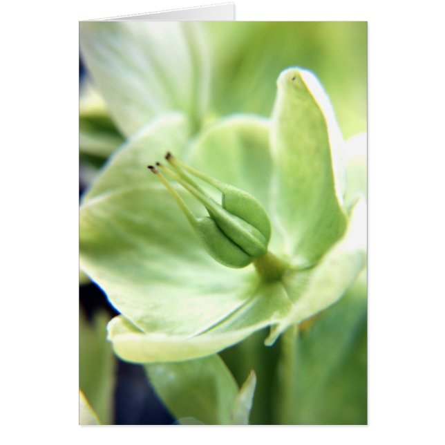 Hellebore (verde) (Frente)