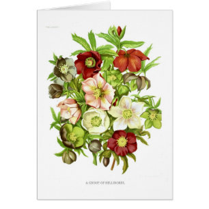 Hellebores