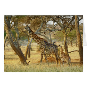 Hembra adulta y jirafa joven, Giraffa