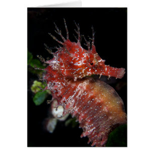 Hembra Begur del potro del Seahorse el