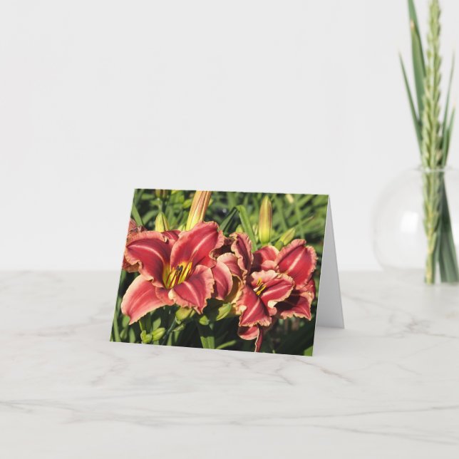Hemerocallis (Anverso)