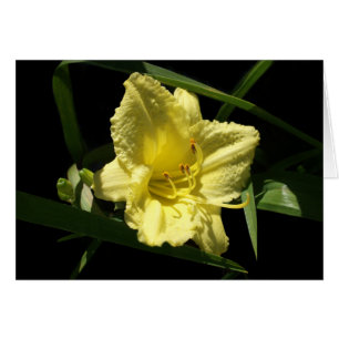 Hemerocallis de flores de verano amarillas