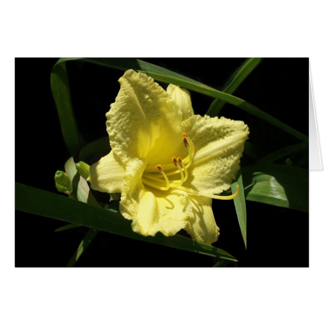 Hemerocallis de flores de verano amarillas (Anverso (Horizontal))