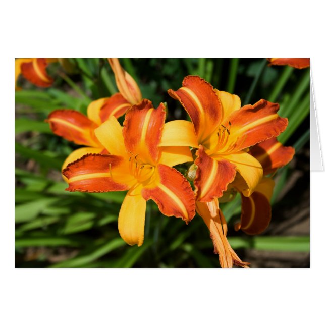 Hemerocallis fulva (Anverso (Horizontal))