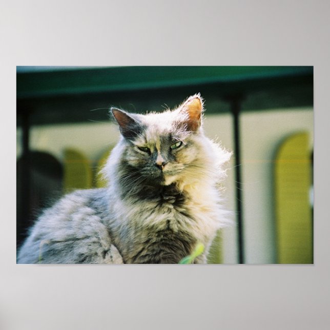 Hemingway cat 2 - Poster e impresión (Frente)