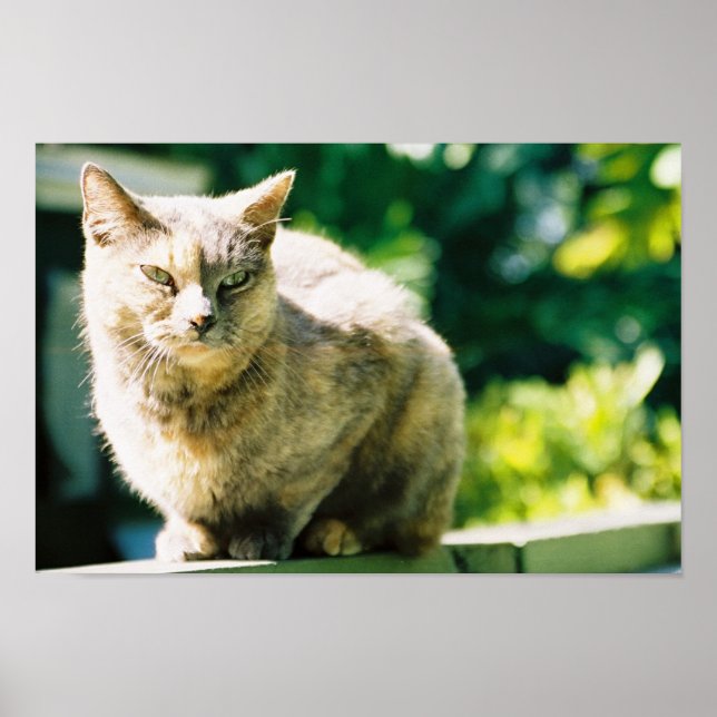Hemingway Cat 3 - Poster e impresión (Frente)