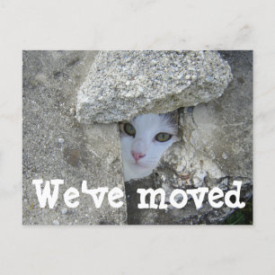 Hemos movido a Cute cat ocultando la postal de la 