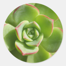 "Hen and Chicks" Pegatinas de éxito verde