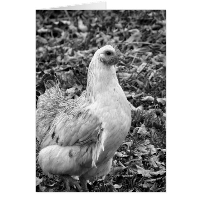 Hen blanco y negro (Frente)