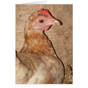 Hen en Nest