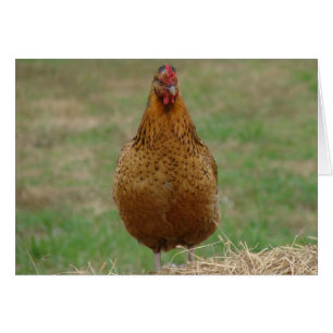 Hen en un heno bale