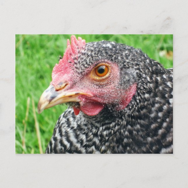 Hen gris escocés - Postales de aves de corral (Anverso)
