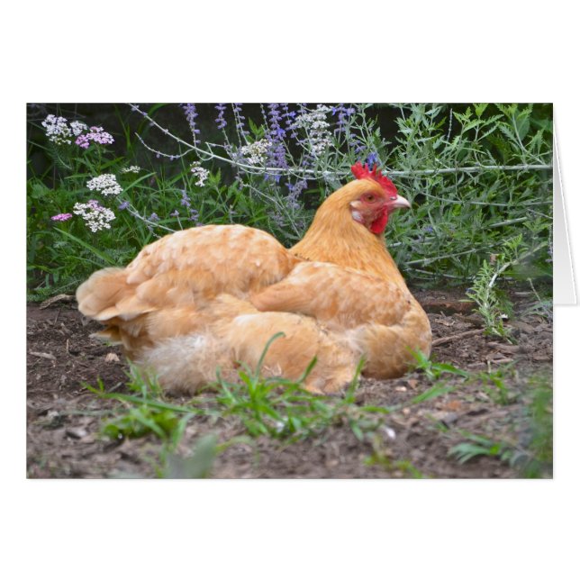 Hen Notecard (Anverso (Horizontal))