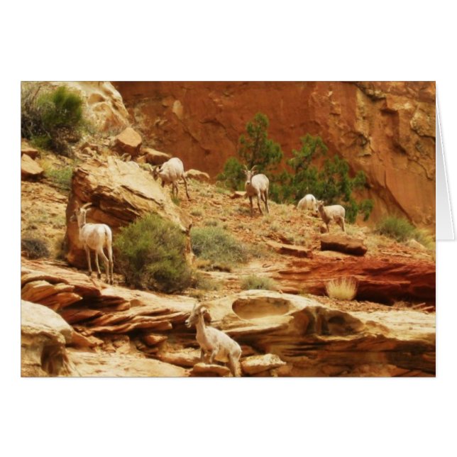 Herd... (Anverso (Horizontal))