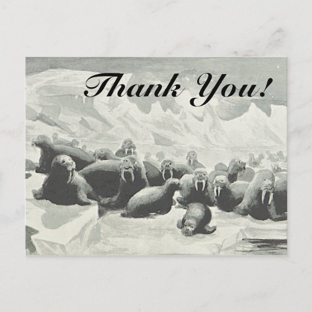 Herd de Walruses "¡Gracias!" Postal (Anverso)