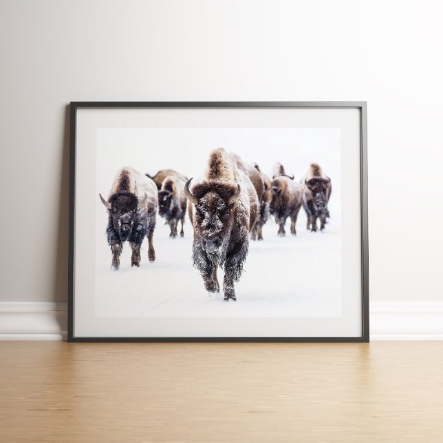 Herda estadounidense de Bison en arte de la pared  (American Bison Herd in Snow Wall art on the floor againt white wall)