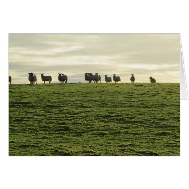 Herdwick Sheep (Anverso (Horizontal))