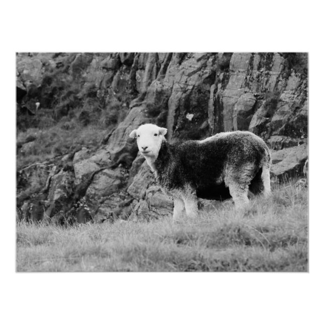 Herdwick Sheep Poster (Anverso)
