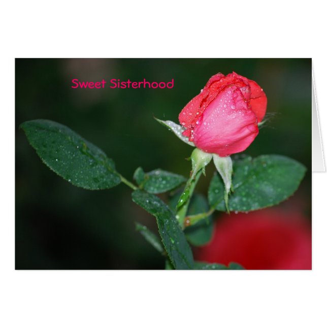 Hermandad dulce (Anverso (Horizontal))