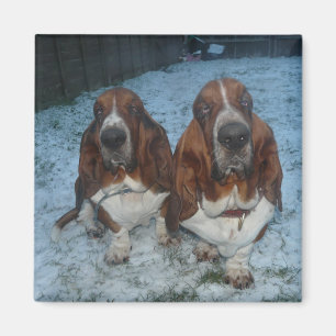 Hermanos Basset Hound Imán
