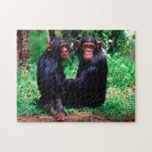 Hermanos Chimpancés, rompecabezas de Jigsaw
