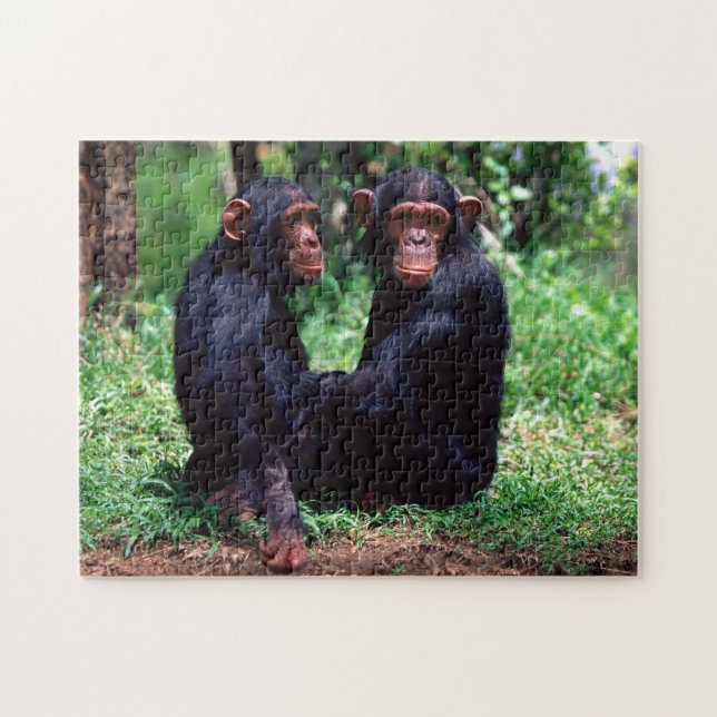 Hermanos de los chimpancés, rompecabezas de Jigsaw (Horizontal)