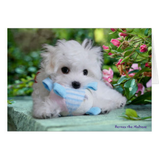 Hermes la tarjeta de cumpleaños maltesa