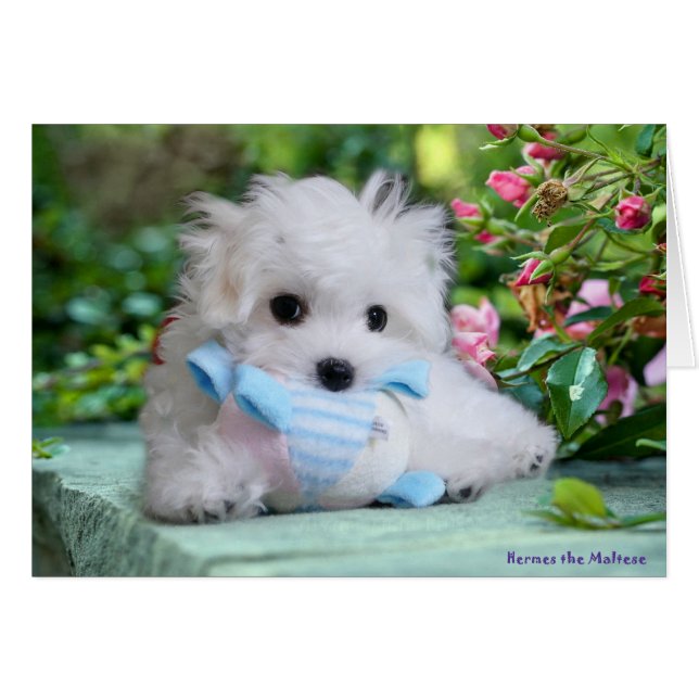 Hermes la tarjeta de cumpleaños maltesa (Anverso (Horizontal))