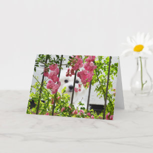 Hermes, la tarjeta maltesa de saludo en blanco