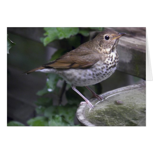 Hermit Thrush (Anverso (Horizontal))
