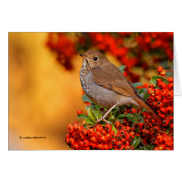 Hermit Thrush Songbird en el Fuego de Escarlata