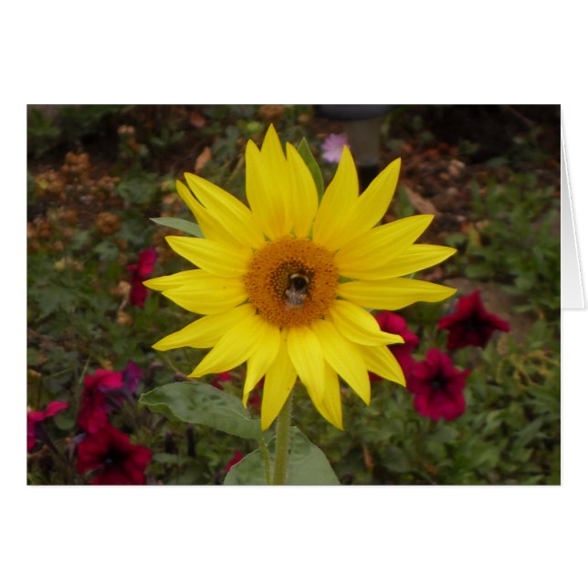 Hermosa abeja en foto de girasol amarillo (Anverso (Horizontal))