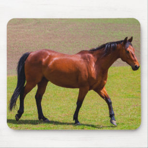 Hermosa alfombra de ratón de caballo