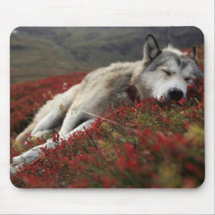 Hermosa alfombra de ratón de lobo durmiente