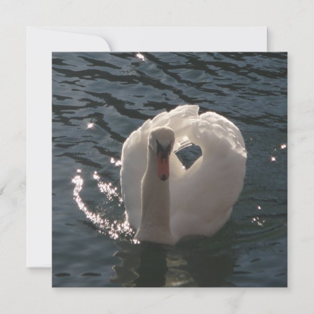 Hermosa almohada de tiro de cisne blanco (Anverso)
