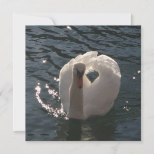 Hermosa almohada de tiro de cisne blanco