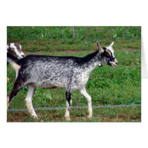 Hermosa Amish Goat Blank con tarjeta de saludo int