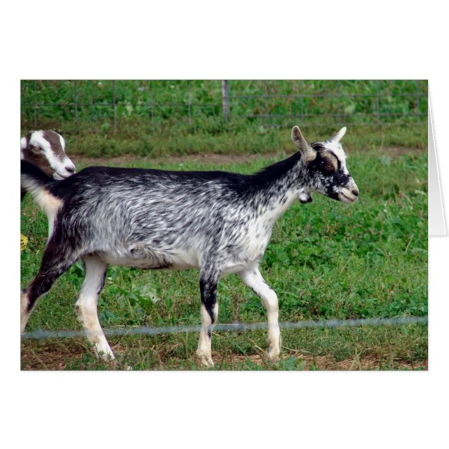 Hermosa Amish Goat Blank con tarjeta de saludo int (Anverso (Horizontal))