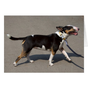 Hermosa Bullterrier Tricolado